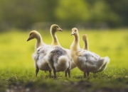 开云体育入口-年度焦点战，深圳队绝地反击，决胜局力压爵士书写传奇