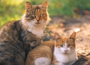 开云体育入口-天山脚下，王者退场，新疆终结公牛神话，绿军新王塔图姆加冕焦点