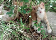 开云体育登录-奇迹周，德布劳内魔术与斑马军团的铁血—双重逆转背后的足球魅力