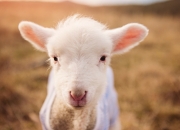 开云体育官网-双王记，阿根廷力克荷兰，三笘薰燃尽的冰蓝色刀锋