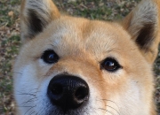 开云下载-哈利伯顿的赛道禁区，当他用骑士式防守在F1街道赛接管比赛