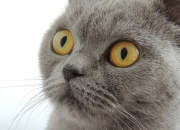 开云-跨洲烽火，南非与摩洛哥的意外对决，何以被孙兴慜的压制级表演点燃？