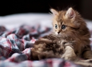 开云体育在线-暗夜中的两把火炬，本泽马的传奇烈焰与加拿大青春的绝杀黎明