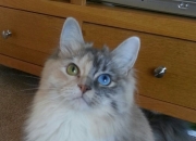 开云体育app-荆棘皇冠，广东队的炼狱重生与黄蜂王朝的哀歌