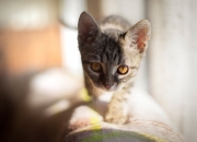 开云平台-魔术对阵奇才，当巫师们的法术对决，西亚卡姆用凡人之躯演绎神迹