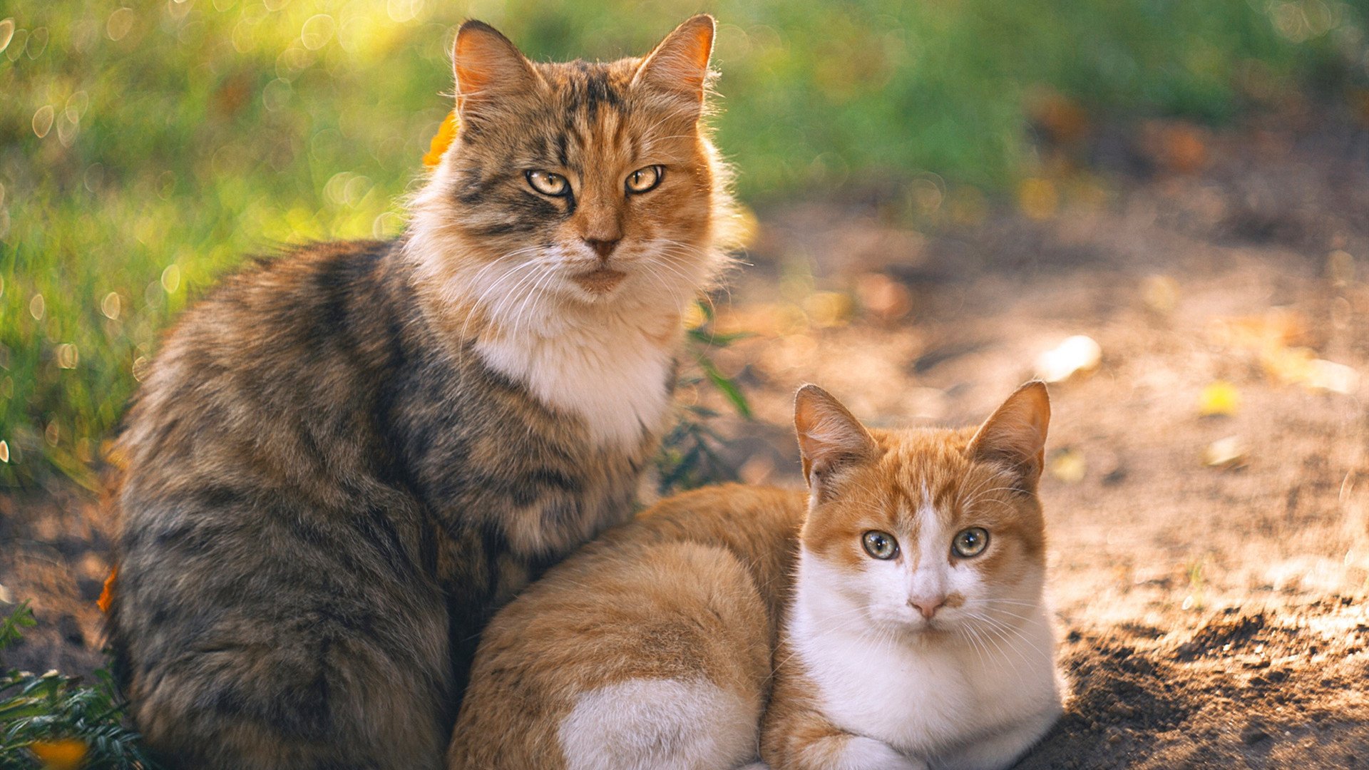 天山脚下，王者退场，新疆终结公牛神话，绿军新王塔图姆加冕焦点
