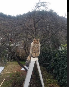南半球风暴席卷美国!罗德里戈魔幻舞步撕碎亚特兰大防线