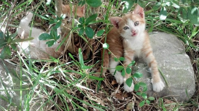 奇迹周，德布劳内魔术与斑马军团的铁血—双重逆转背后的足球魅力