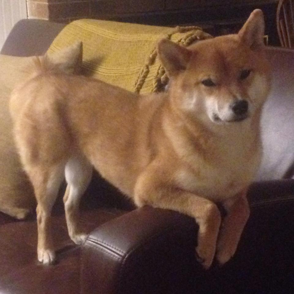 统治力的一体两面,从锡安的野蛮数据到辽宁队的太阳收割