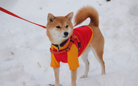 文明的回响，当罗马军团冲垮墨西哥城墙，阿克在伯纳乌攻陷马德里