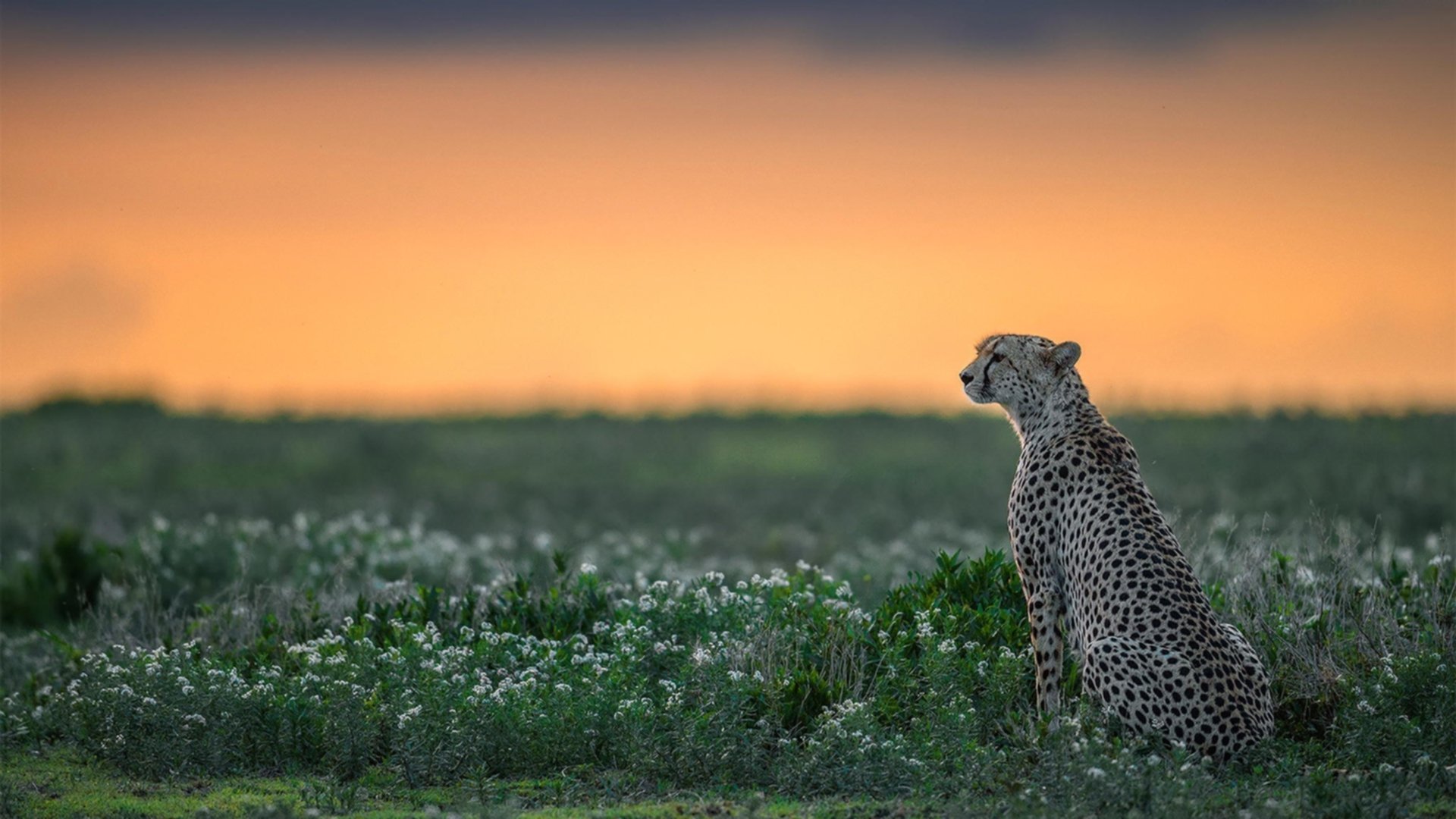 从阿尔及尔到伦敦,坎特如何将一场世界杯失利锻造成英超冠军之心