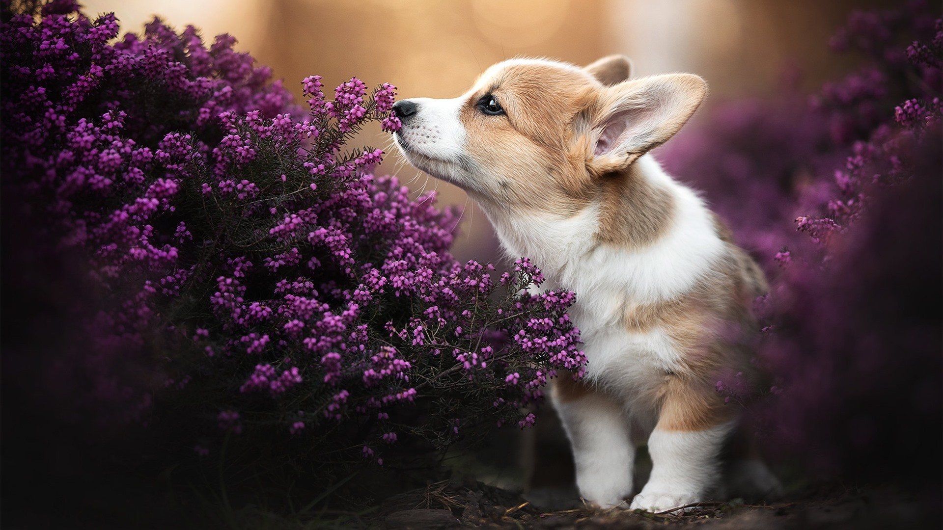 足球地理的错位奇观,当南非主场迎来伊拉克,阿根廷的劳塔罗为何统治了数据?