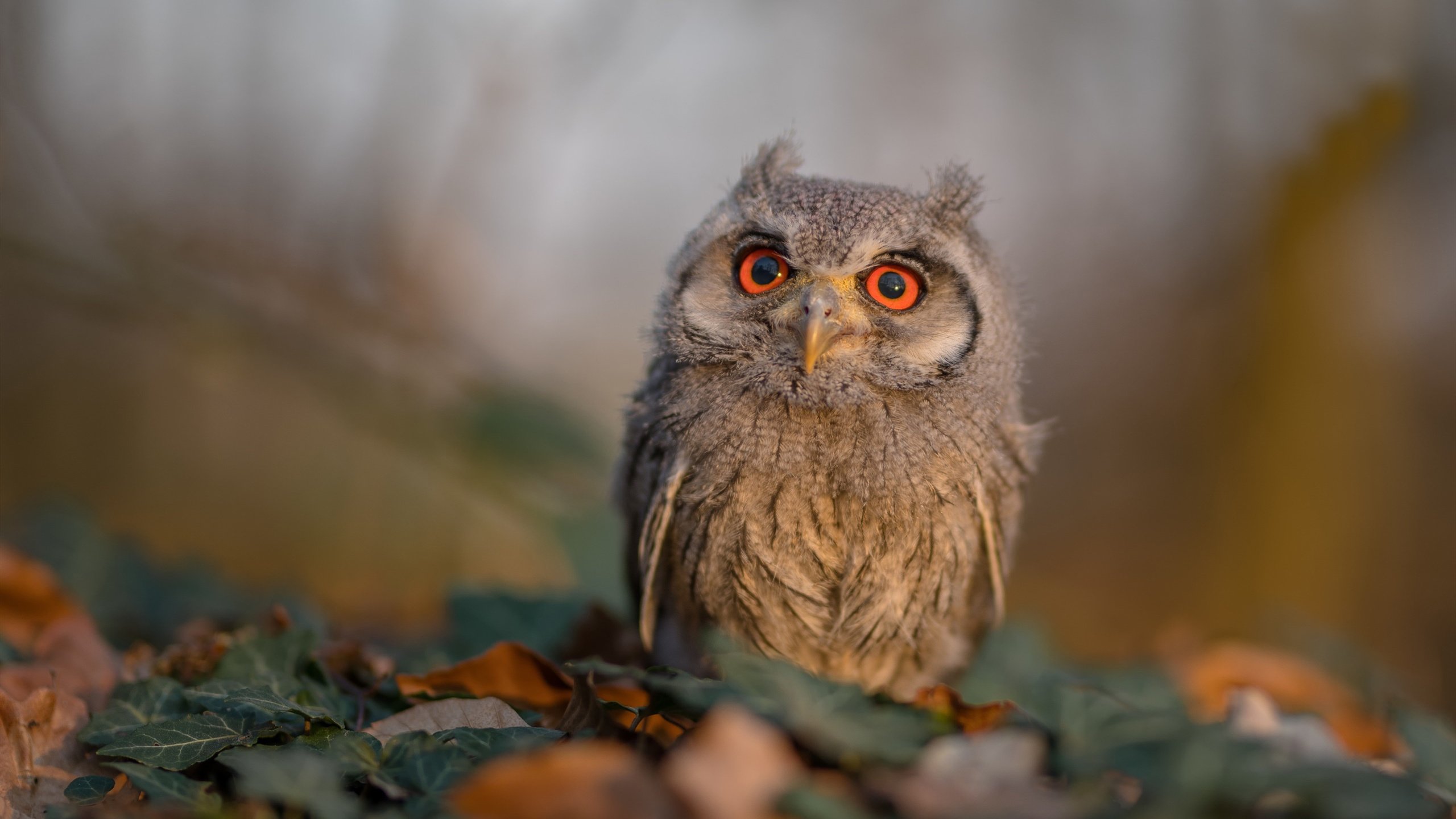 巴尔韦德，奥运沙尘中的逆转神迹，卡塔尔掀翻阿森纳霸权