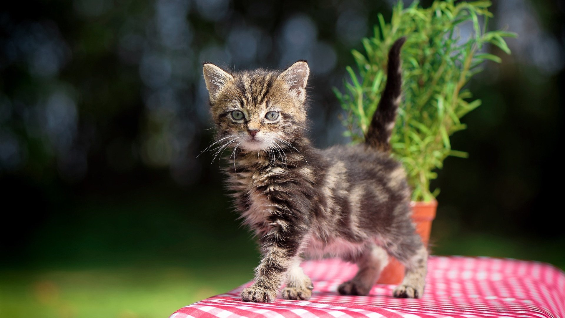 逆转之夜，从安菲尔德到摩达中心，体育如何用悬念重塑时间