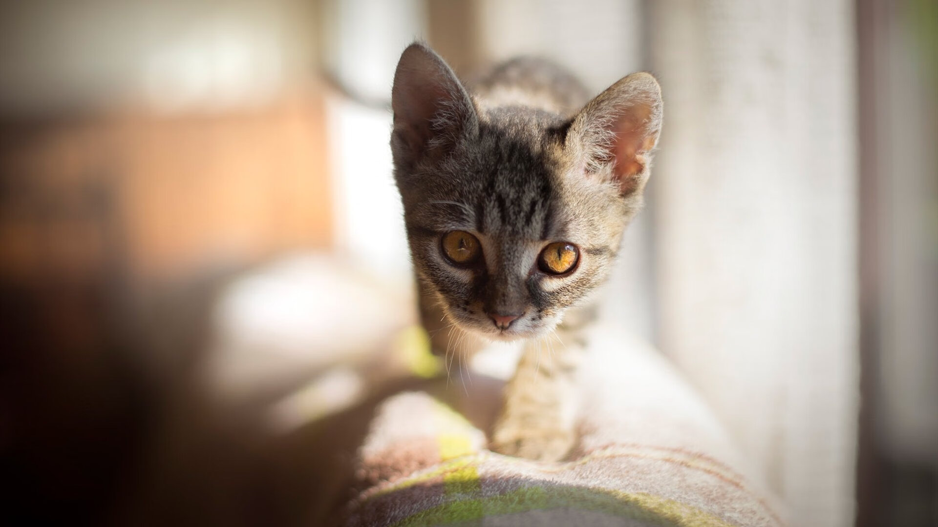 魔术对阵奇才，当巫师们的法术对决，西亚卡姆用凡人之躯演绎神迹